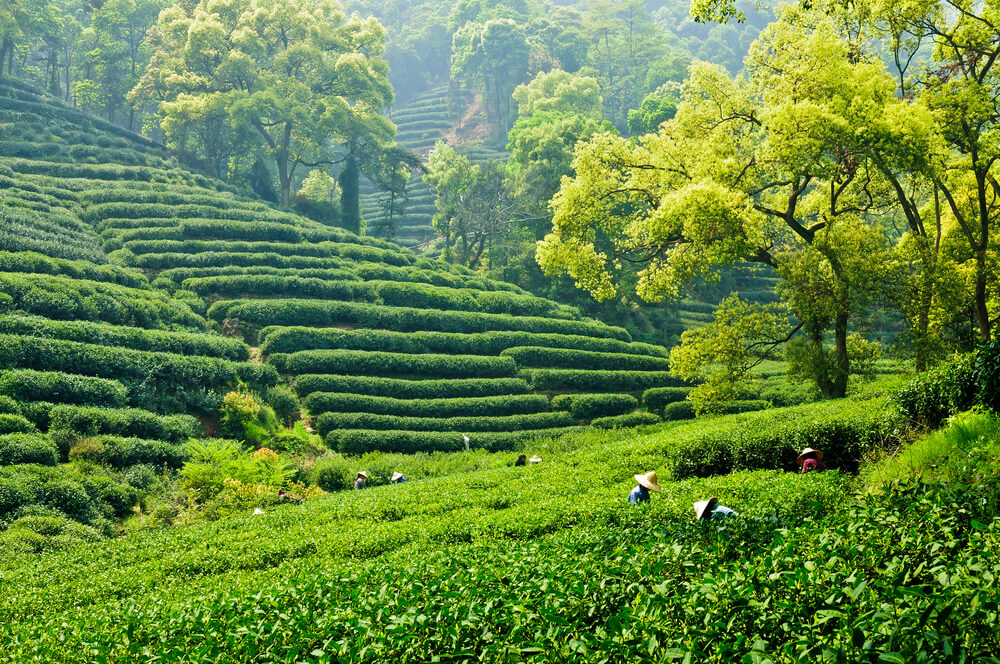 Plantación de té en Hangzhou