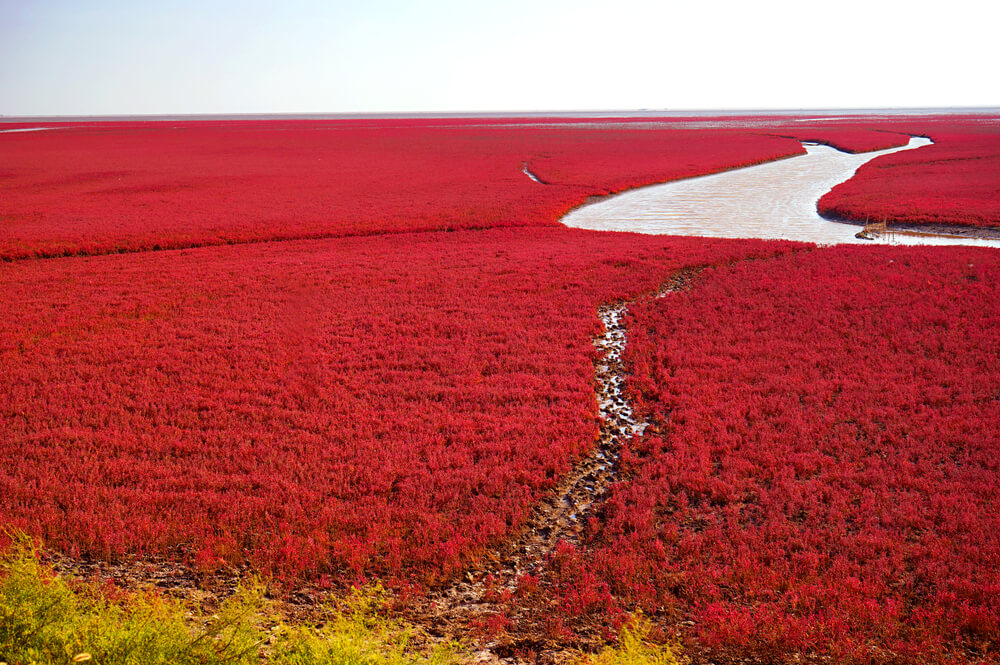 Playa roja, uno de los lugares irreales que ver en China