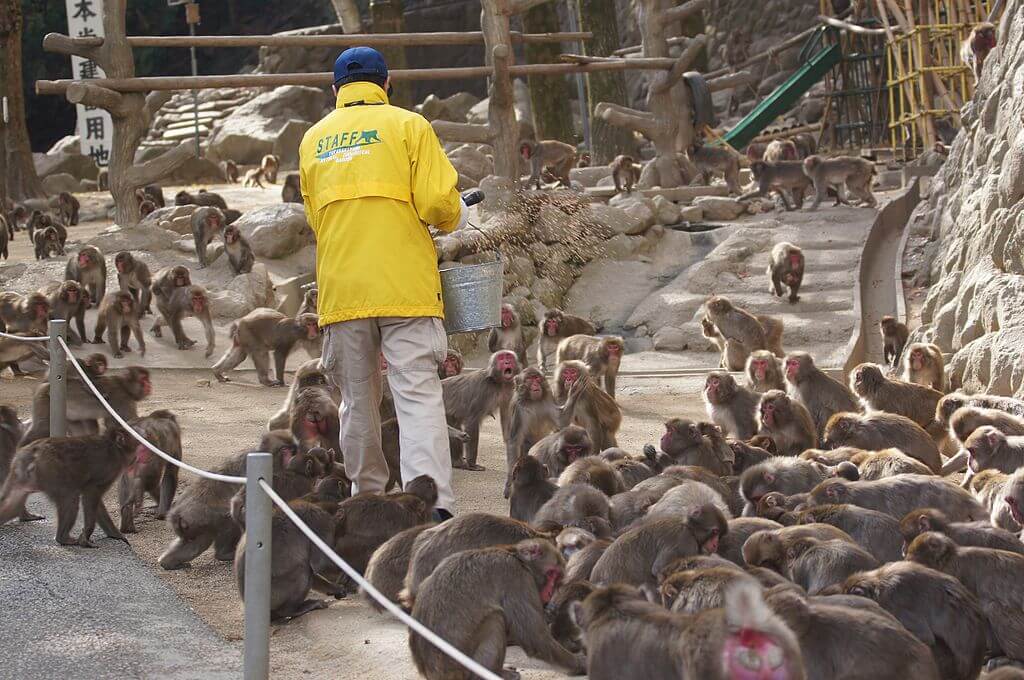 Macacos en la Reserva de Takasiyama