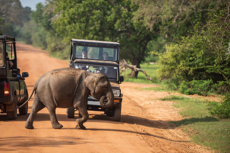 Un safari en el Parque Nacional Yala de Sri Lanka