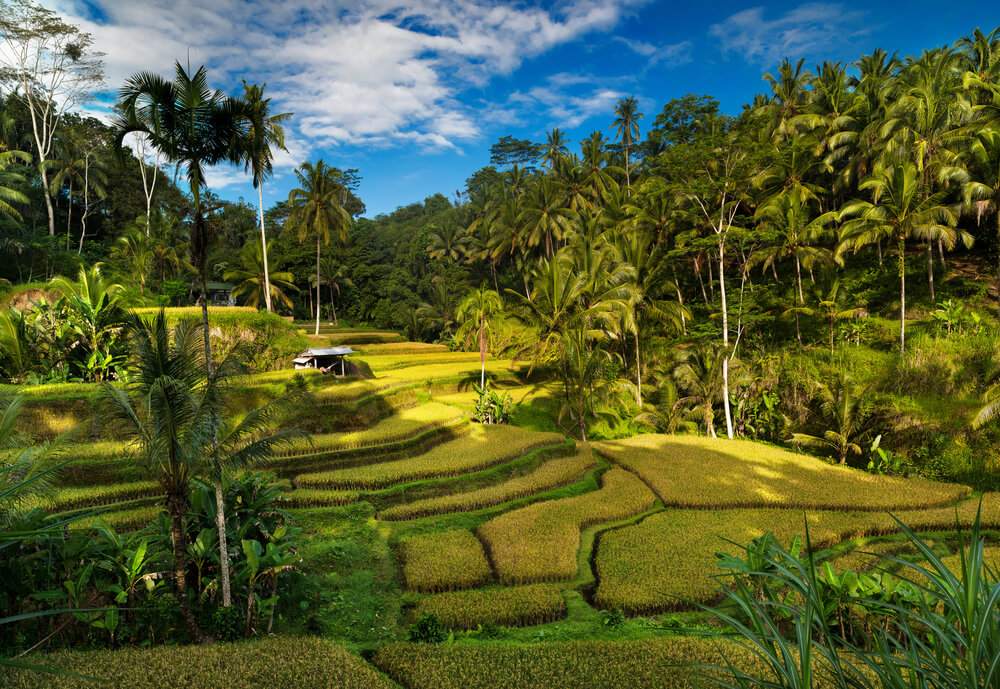 Terrazas de arroz en Bali