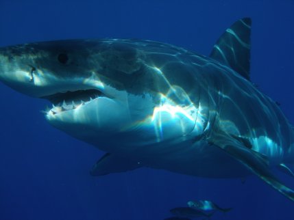 Tiburón blanco en los fondos marinos de México