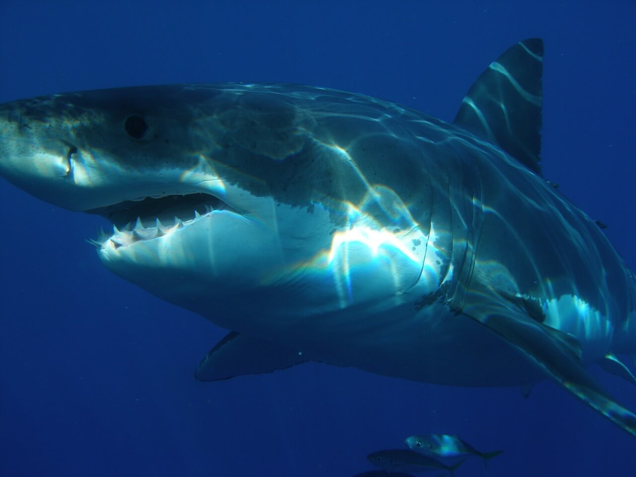 Tiburón blanco en los fondos marinos de México