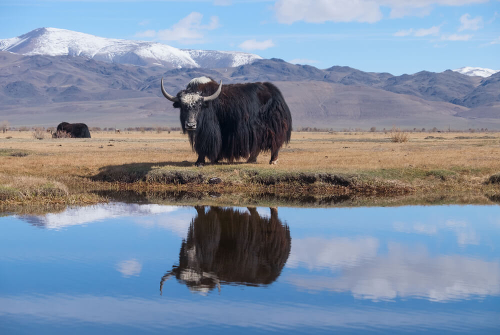 Yak negro en la meseta