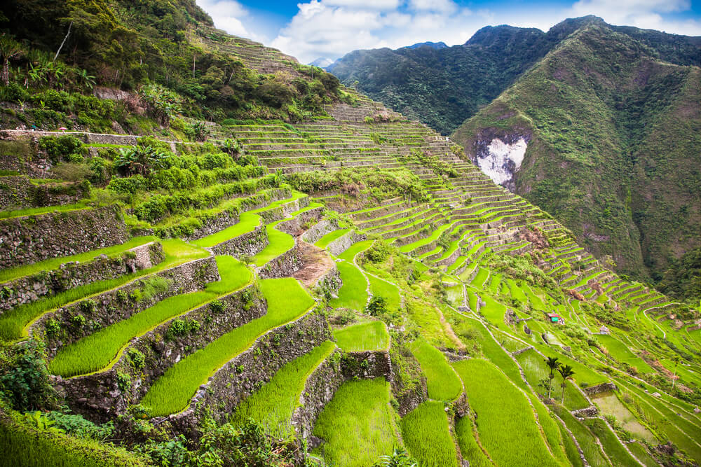 Bancales de arroz Luzón