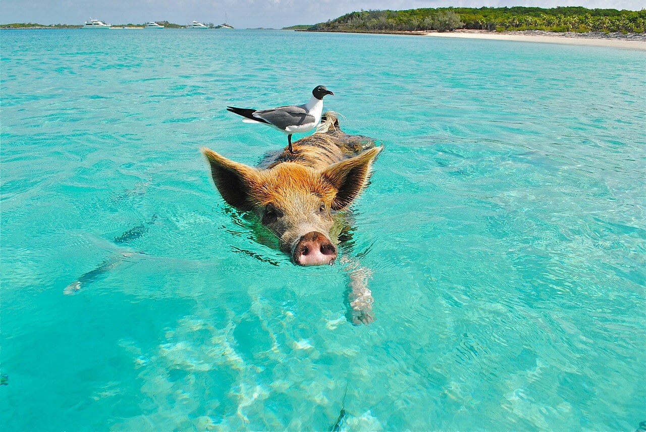 Cerdo en Big Major Cay