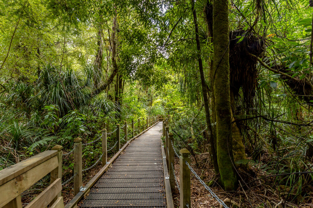 Paseo en un bosque de kauri