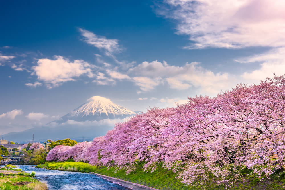 Monte Fuji y cerezos en flor