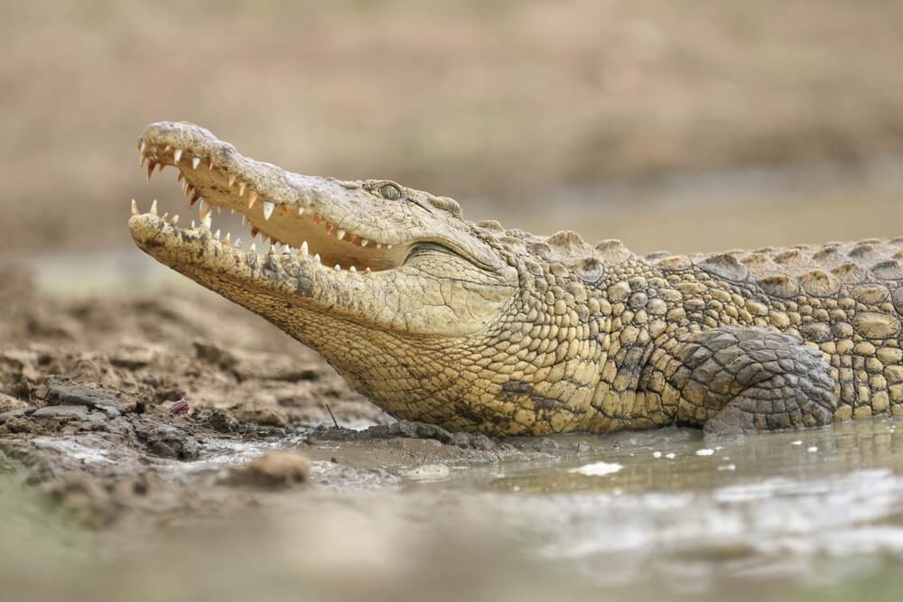 Cocodrilo del Nilo en el lago Nasser