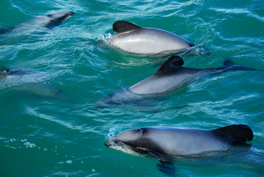 Delfines de Héctor