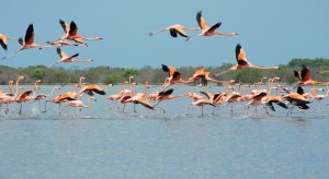 Flamencos en La Guajira