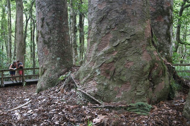 Árbol en el bosque de Waipoua