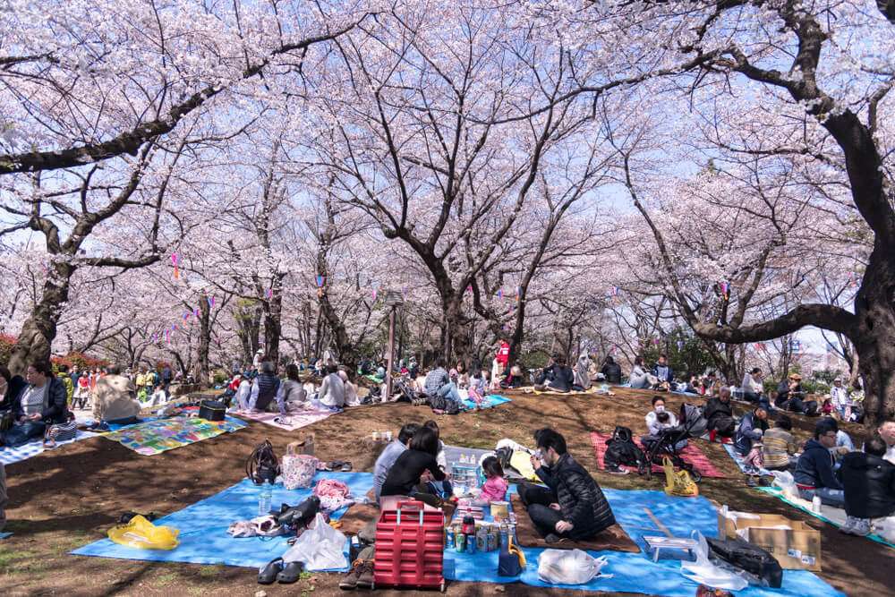 Gente celebrando el Hanami