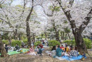 Celebración del Hanami en Tokio