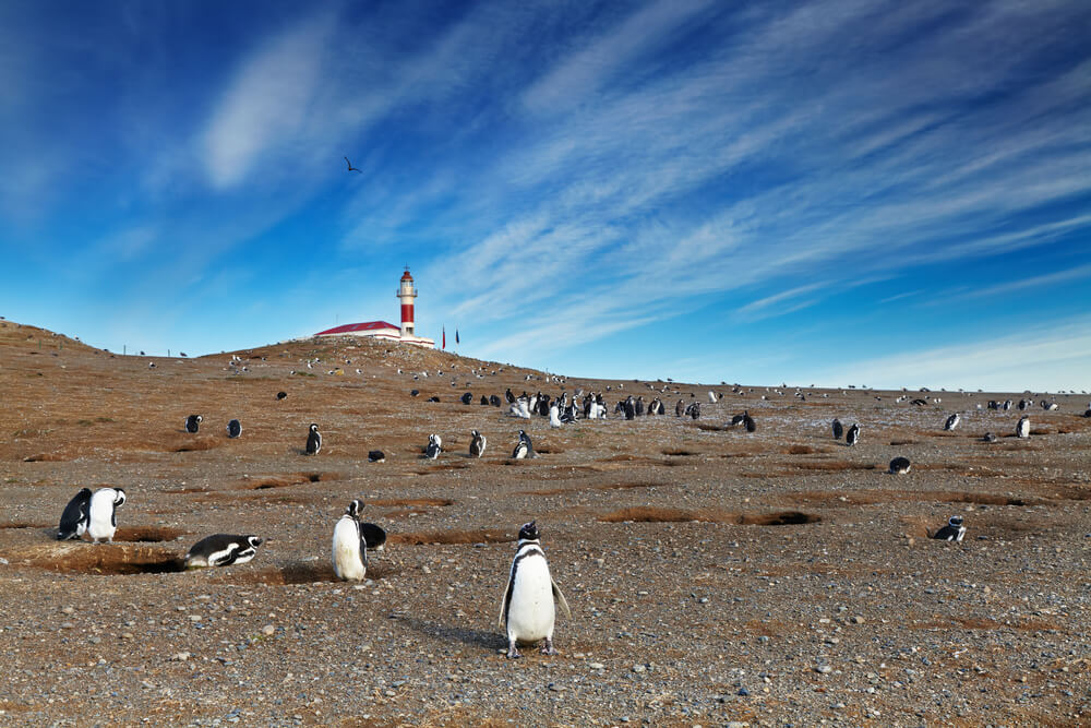 Pingüinos en Isla Magdalena