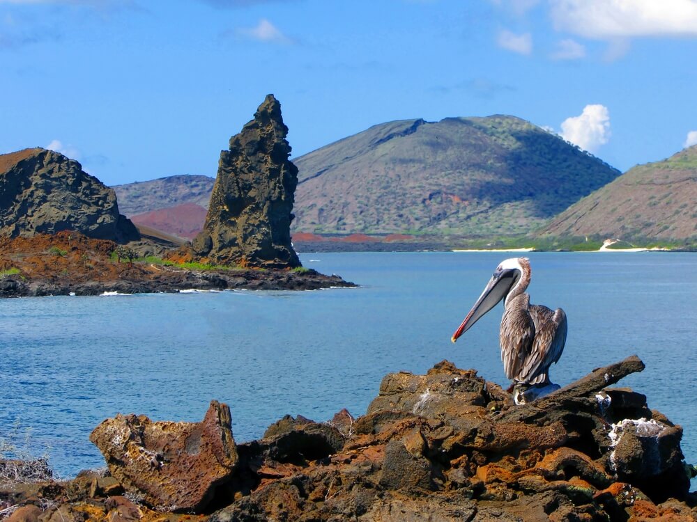 Pelícano en las islas Galápagos