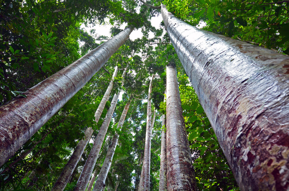 Ejemplares de Kauri