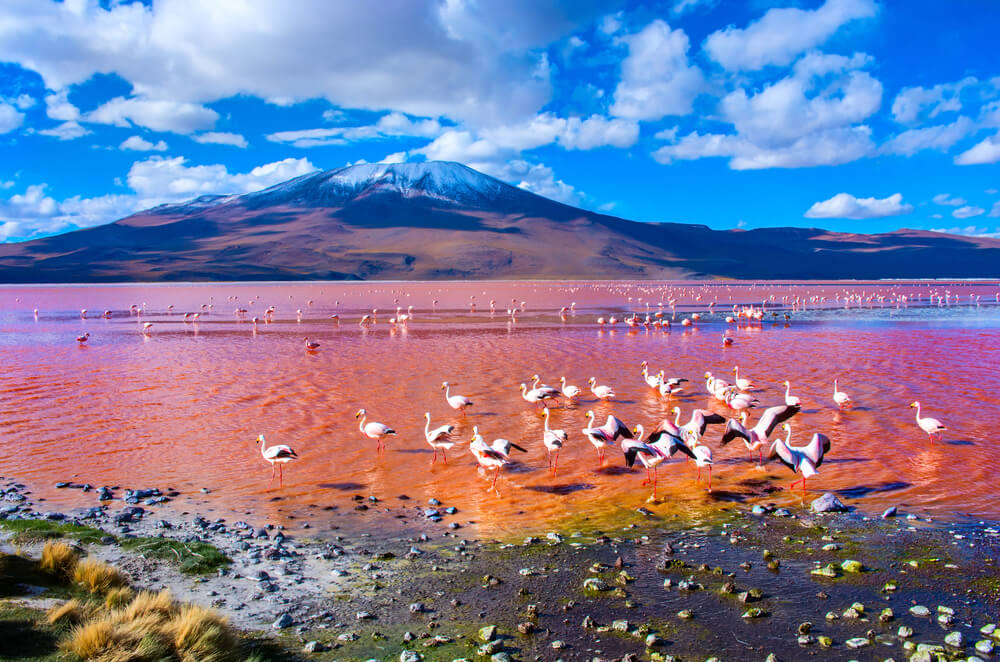 Laguna Colorada en la Reserva Nacional Eduardo Avaroa