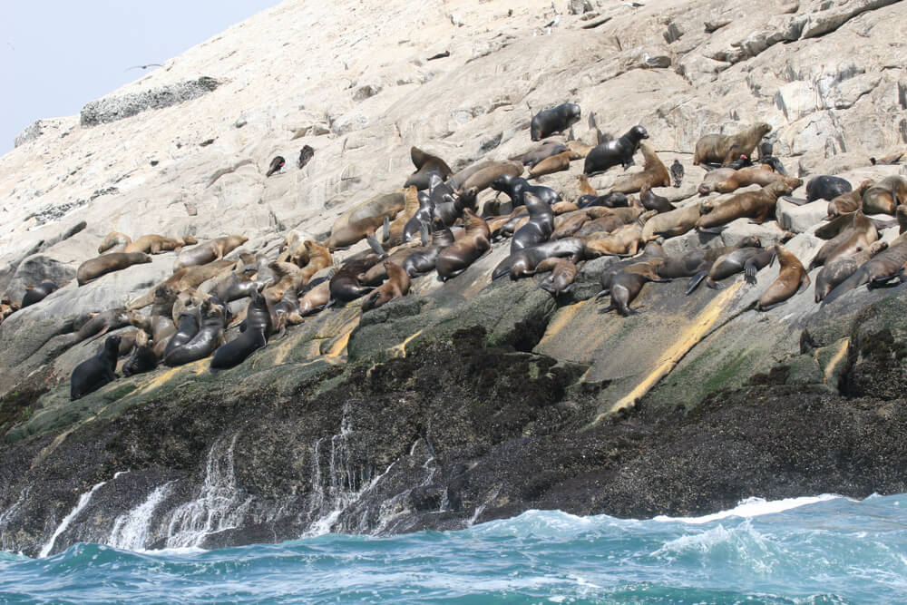 Leones marinos en la costa de Perú