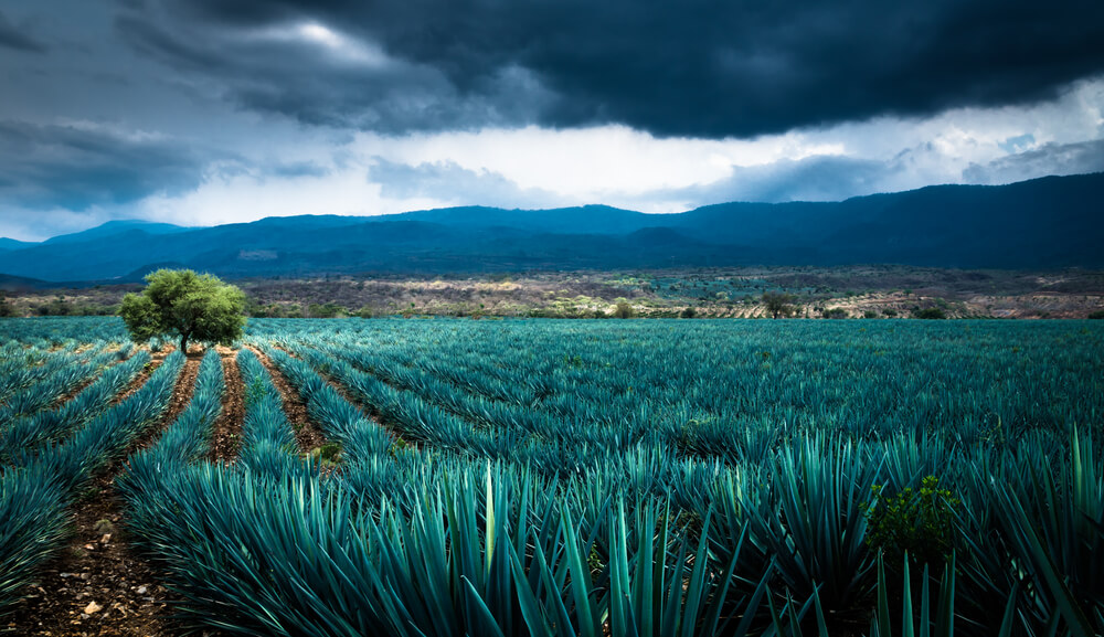 Plantación de agave