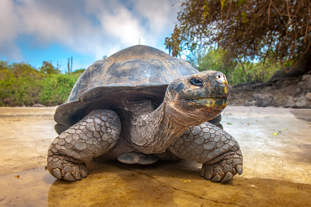Tortuga gigante de las Galápagos