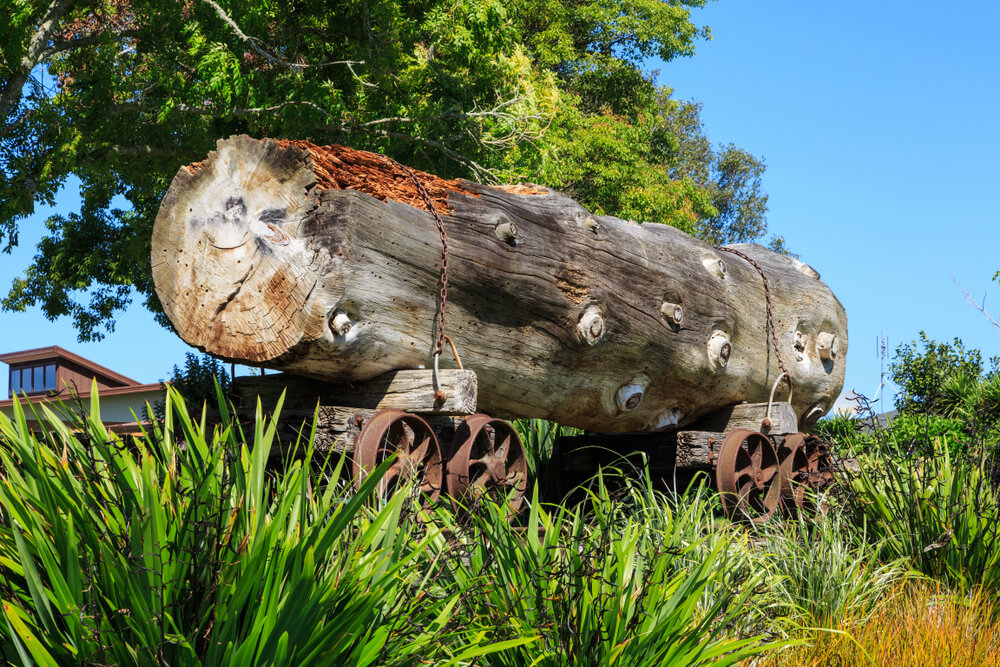 Tronco de kauri, uno de los viejos árboles de la Isla Norte