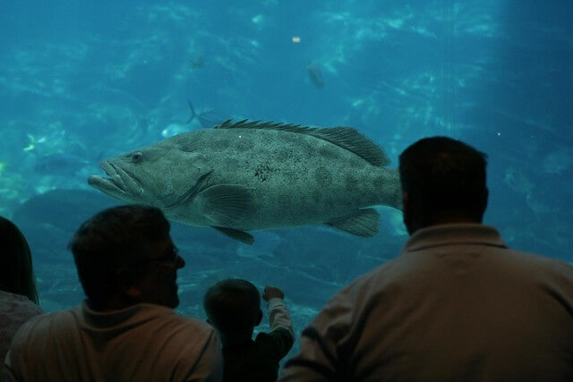 Acuario de Georgia