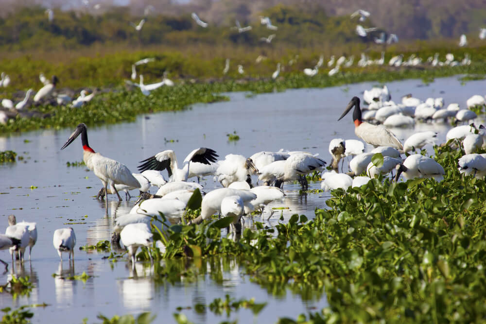 Aves en Pantanal