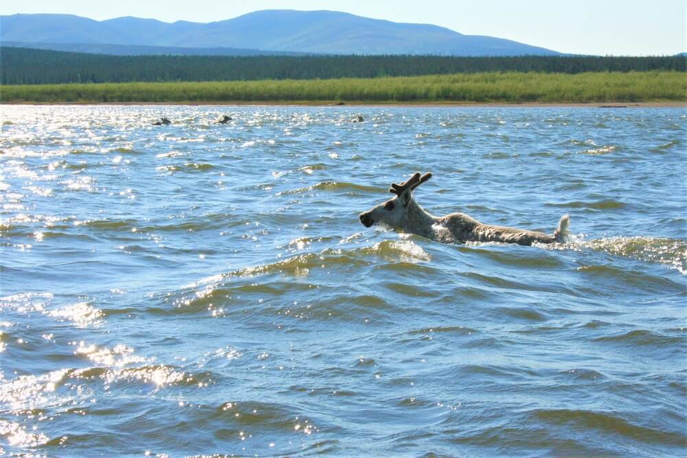 Caribú cruzando el kobuk