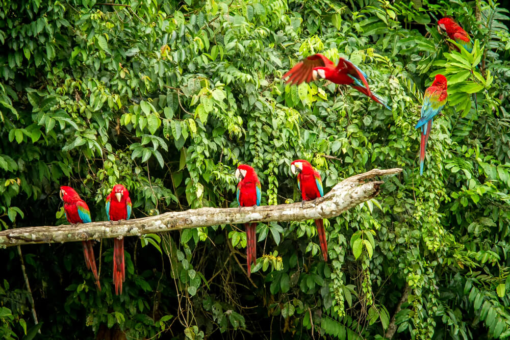 Aves en el Parque Nacional del Manu