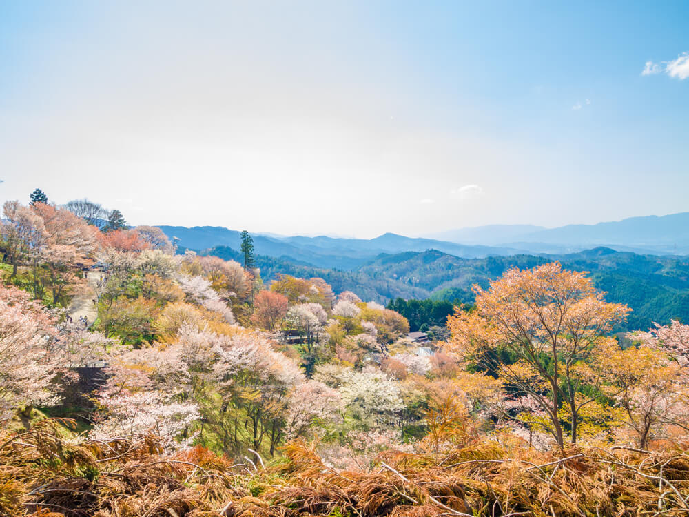 Hanami en Yoshinoyama