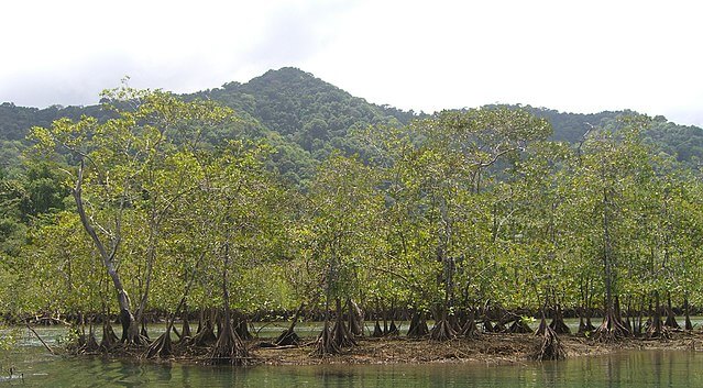 Manglar en Utría