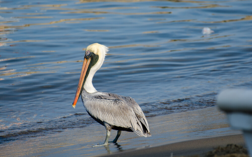 Pelícano en Manzanillo, lugar para los amantes de las aves
