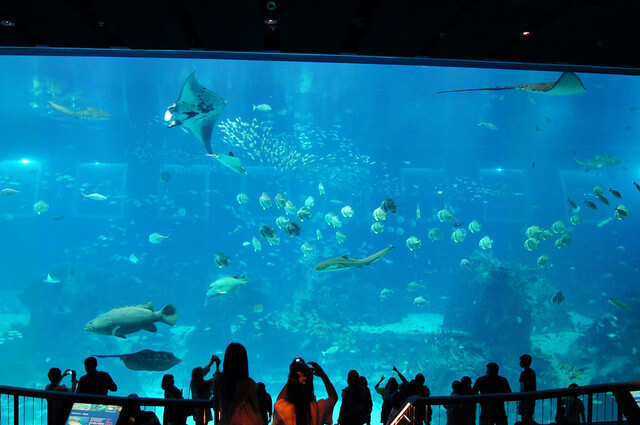 S.E.A. Acuarium