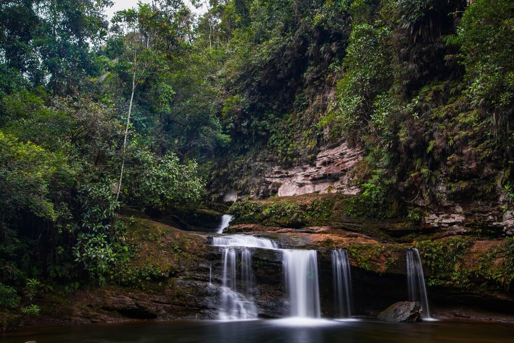 Selva colombiana