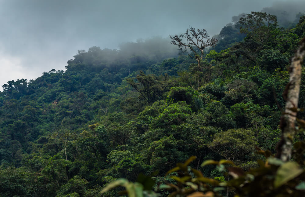 Bosque tropical