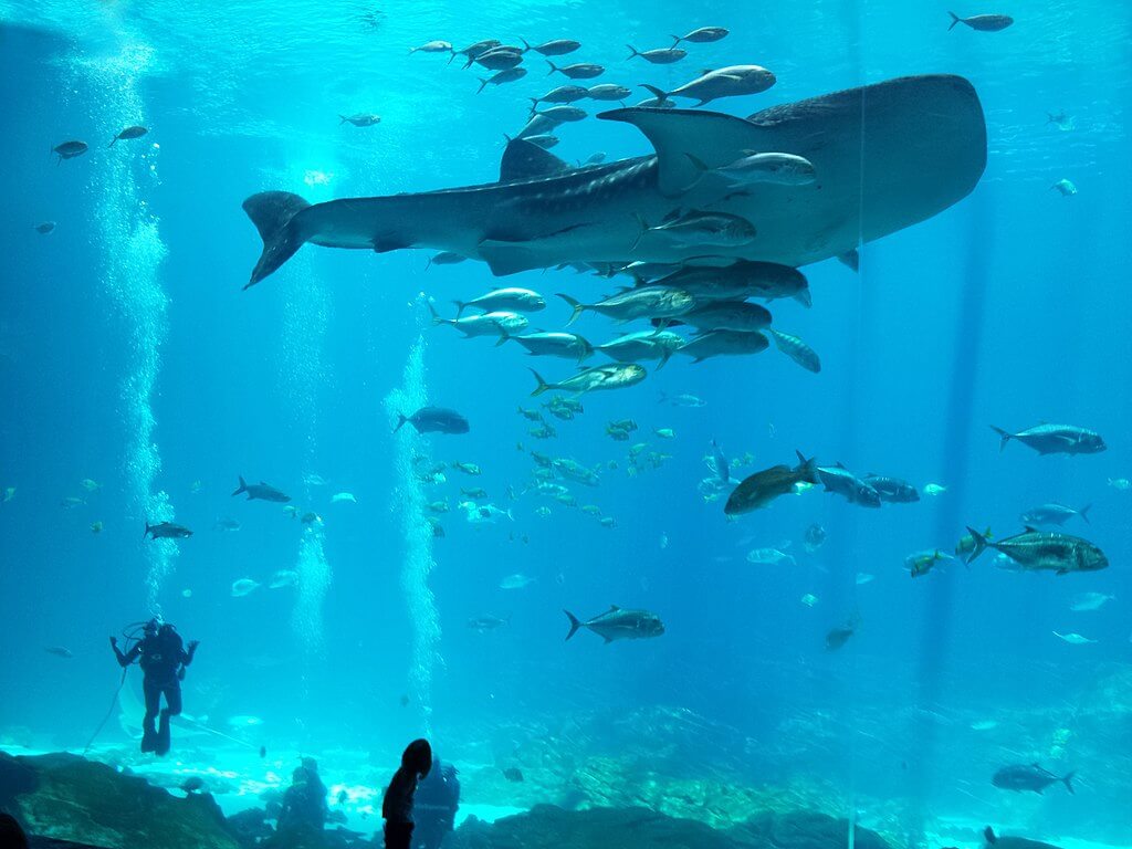 Acuarium de Georgia