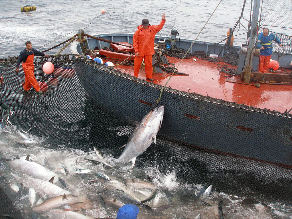 Pesca de almadraba
