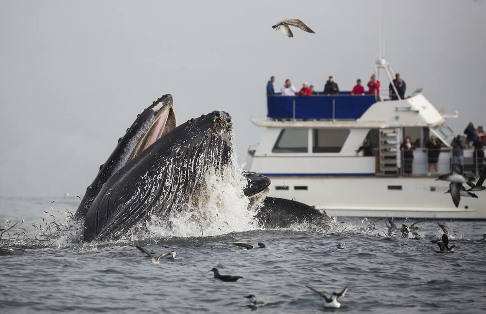 Avistamiento de ballenas en Monterrey