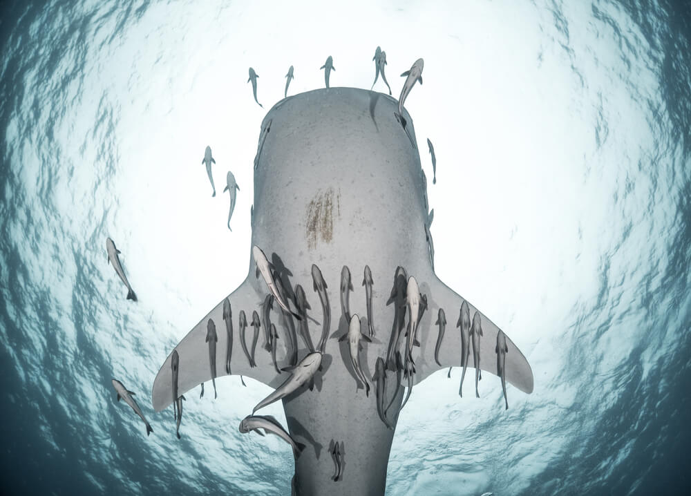 Tiburón ballena en la isla de Sipadan