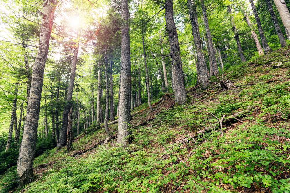 Bosque Perucica