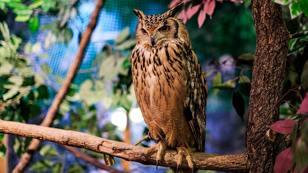 Búho en un café de animales de Tokio