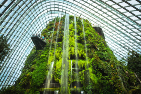 Interior del Cloud Forest