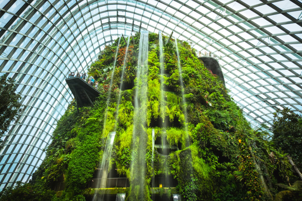 Interior del Cloud Forest