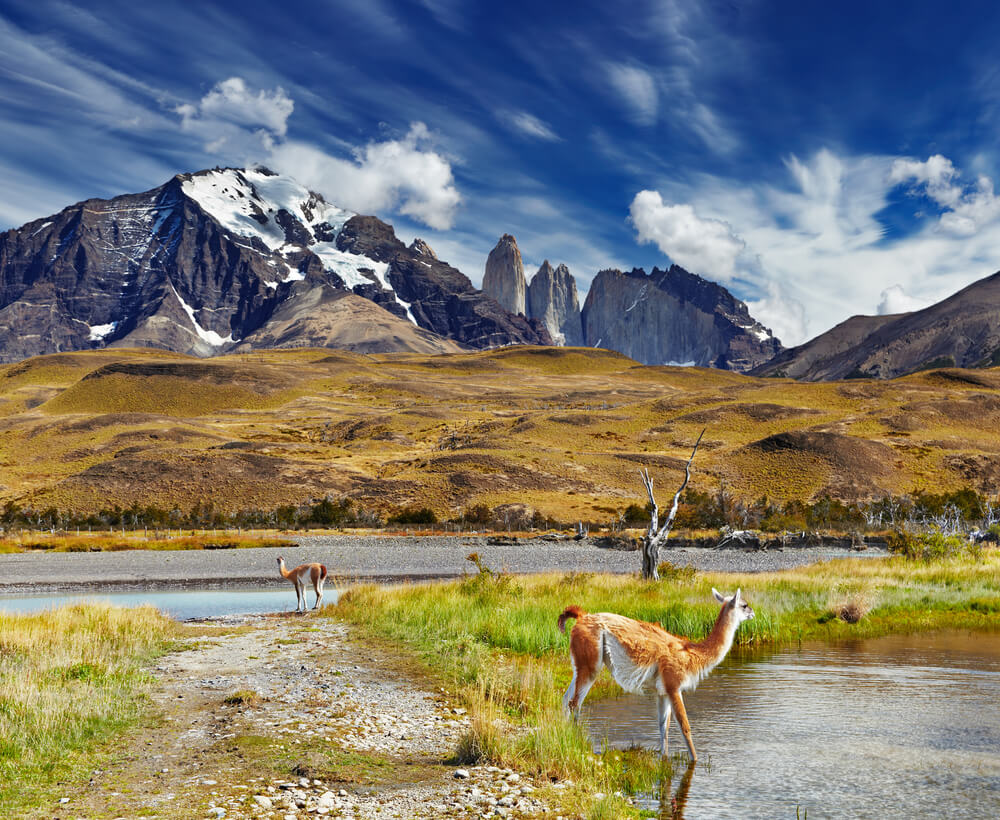 Guanacos en el parque