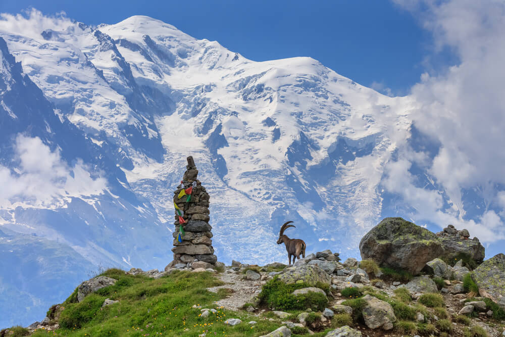 Cabra en el Mont Blanc