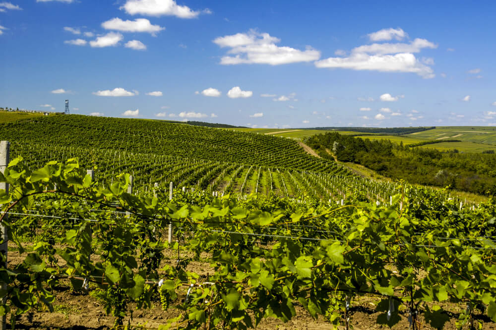 Viñedos en Cricova