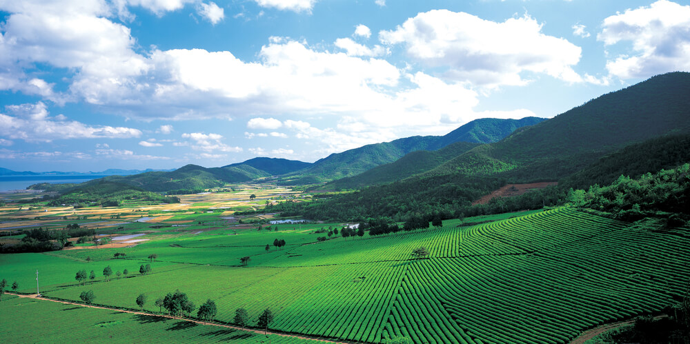 Agricultura tradicional en Corea
