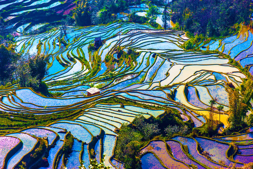 Campos de arroz de Yunnan