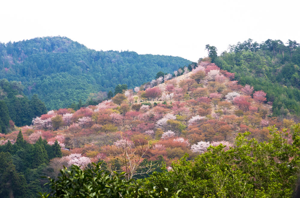 Cerezos en el parque Yoshino Kumano